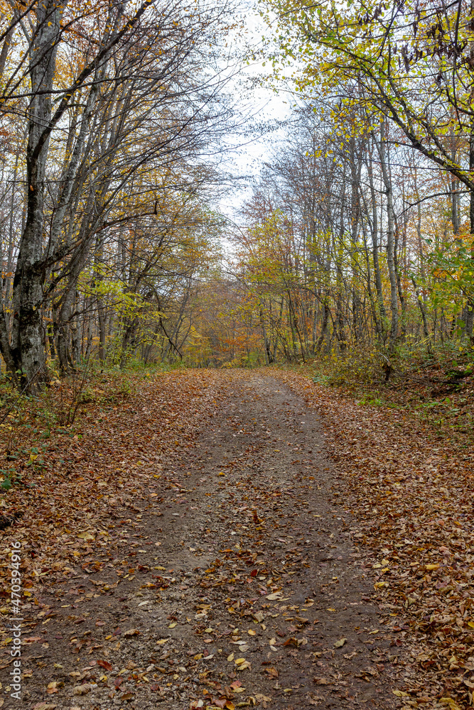 Dirt road in the autumn forest, autumn walks, nature, clouds, sky, cloudy weather, dried grass, plants,trees, yellow, foliage, close-up, state of nature.