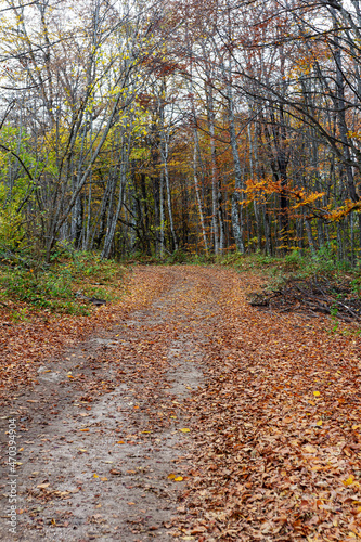 Dirt road in the autumn forest, autumn walks, nature, clouds, sky, cloudy weather, dried grass, plants,trees, yellow, foliage, close-up, state of nature.