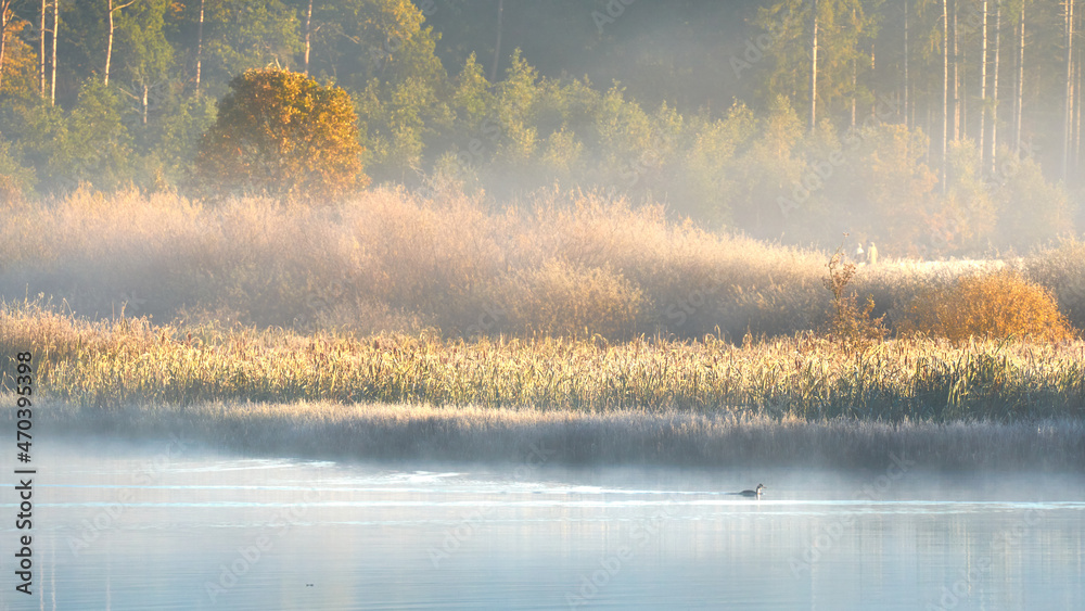 Fototapeta premium calm, warm, golden morning at the lake with a duck on the foggy water and pines in the background