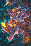 erster Frost umrahmt die Herbstlichen Blätter eines jungen Baums