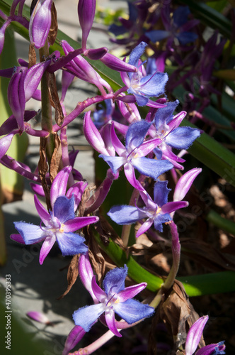 Sydney Australia   purple flower stems of a cochliostema odoratissimum
