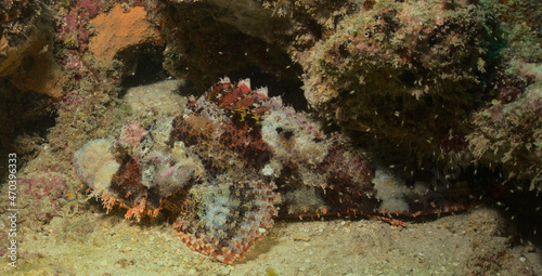 Tableau sur toile side-view of bearded scorpionfish ,an ambush hunter, lying still on the sea bed
