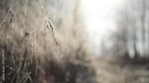 Dried grass in frosty frost in the rays of the sun