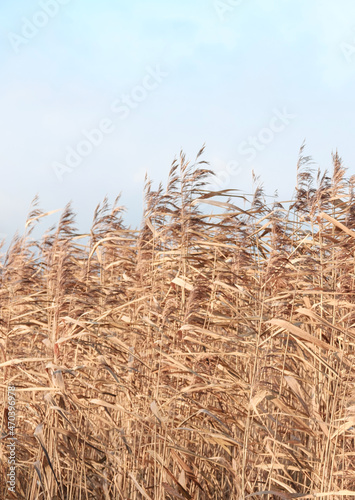Dry sedge grass in the wind next to a lake or river. Golden sedge grass in the sun. Abstract natural background. Natural Beige. Pampas grass, seeds. Neutral colors. Selective focus. Trend concept.