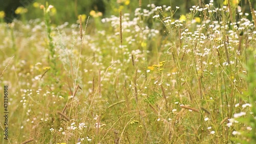 Field chamomile sways in the wind on a sunny summer day