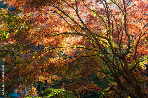 【日本の秋】紅葉 Japanese autumn leaves