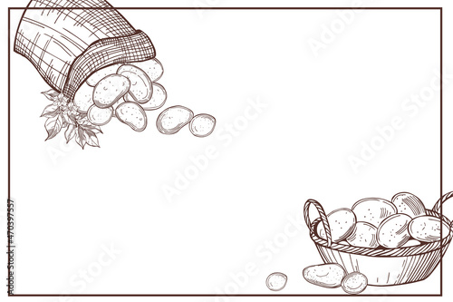 Vector background with  potato tubers and leaves.