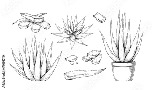 Hand drawn aloe. Aloe Vera vintage sketch with whole plant and cut off leaves, succulent plant engraving, potted houseplant. Botanical natural collection. Vector herbal outline isolated set