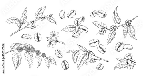 Engraved coffee bean and plant. Hand drawn vintage branches with leaves and flowers. Natural Arabica drink sketch. Tropical crop for caffeine beverage. Vector botanical elements set