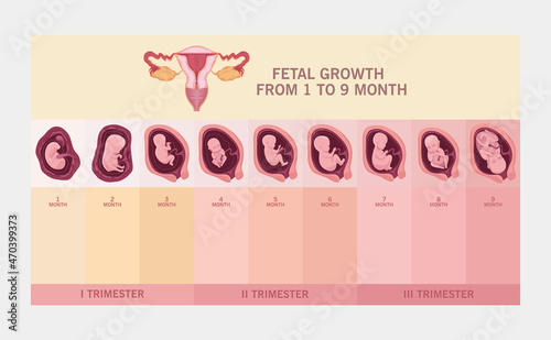 uterus and fetal growth