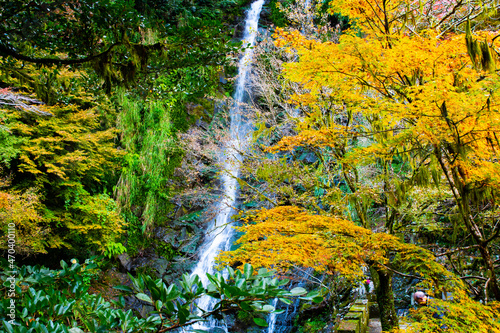 自然あふれる森林と紅葉の中の滝
