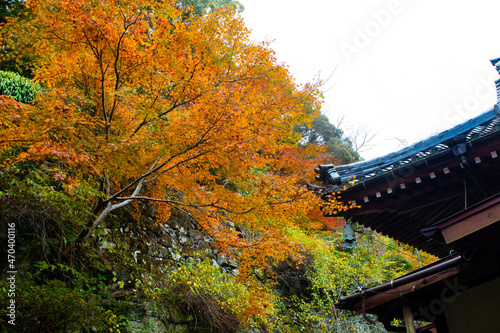 自然あふれる森林と紅葉と寺院