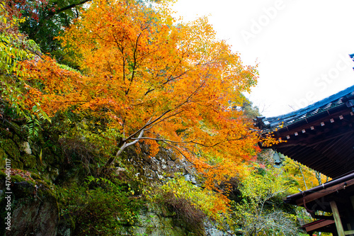 自然あふれる森林と紅葉と寺院