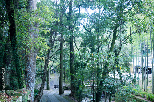 自然あふれる森林と山道