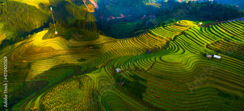field, agriculture, rice, grass, nature, plant, landscape, farm, asia, spring, rural, tea, paddy, summer, leaf, food, garden,  hill, plantation, green, lawn, yellow, mu cang chai, yen bai