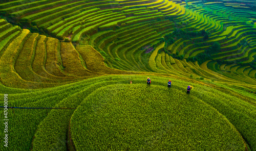 field, agriculture, rice, grass, nature, plant, landscape, farm, asia, spring, rural, tea, paddy, summer, leaf, food, garden,  hill, plantation, green, lawn, yellow, mu cang chai, yen bai