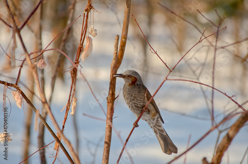 Brown-eared bulbul (Hypsipetes amaurotis) perched on tree branch in winter, eating photo