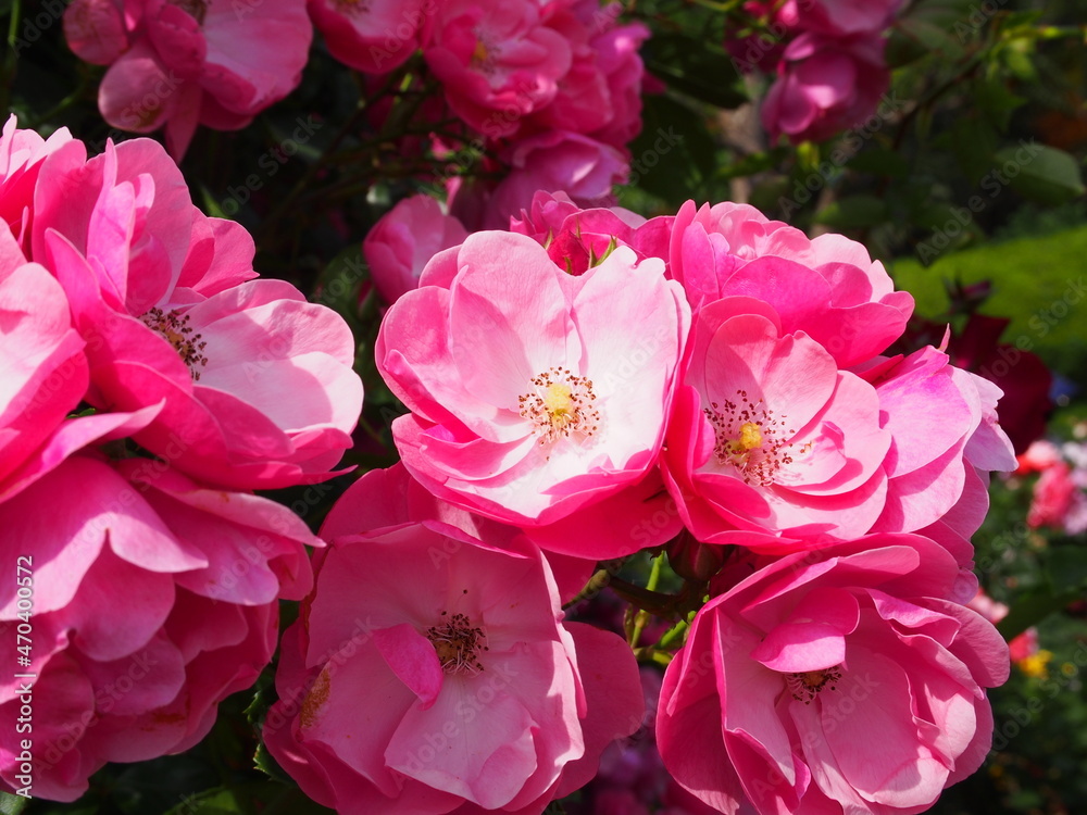 Obraz premium OLYMPUS DIGITAL CAMERA