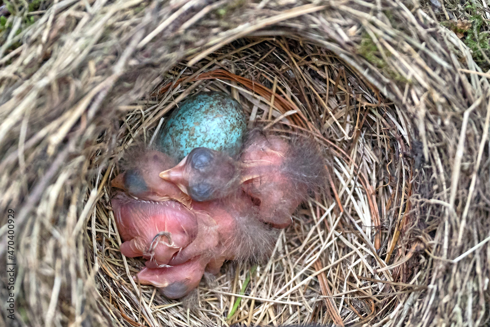 Gelege einer Amsel ( Turdus merula ) oder Schwarzdrossel. Drei Küken geschlüpft. Gelege einer Amsel ( Turdus merula ) oder Schwarzdrossel. Drei Küken geschlüpft.