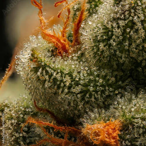 Wallpaper Mural Do-Si-Do Trichomes Torontodigital.ca