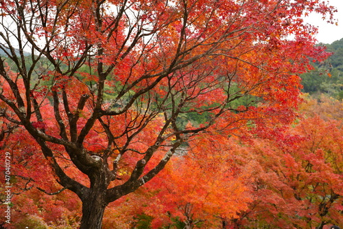 tree in autumn © cat
