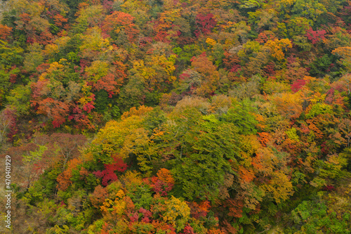 autumn in the forest