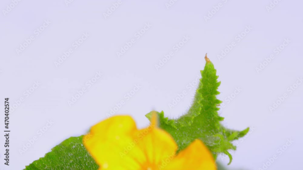 Yellow flower cucumber bloom. Young cucumbers grow.