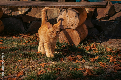 A red kitten on the grass in autumn.