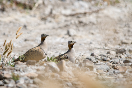 Pterocles orientalis or sandgrouse, of the Pteroclididae family. photo