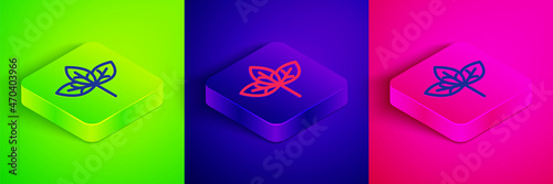 Isometric line Leaf icon isolated on green, blue and pink background. Leaves sign. Fresh natural product symbol. Square button. Vector