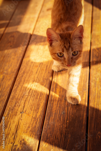 red kitten goes for a walk