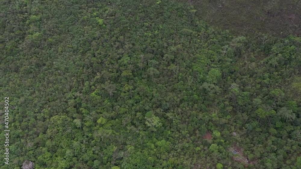 Forêt Tropicale 