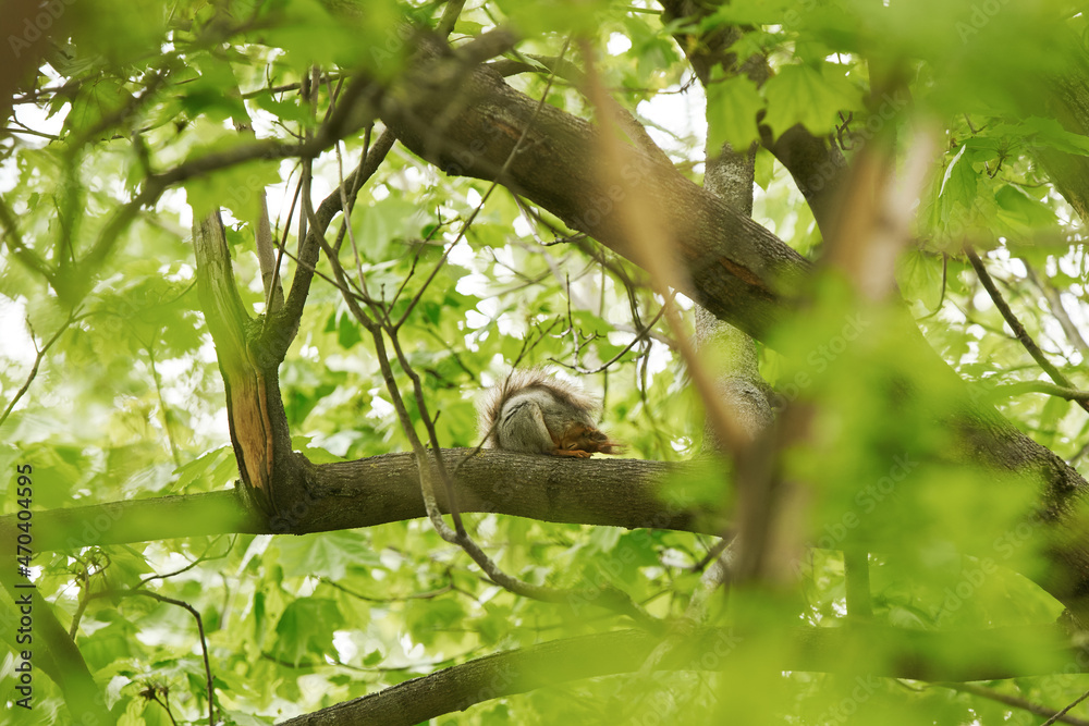 Tired squirrel sleeping down on the branch. Tired squirrel sleeping down on the branch.