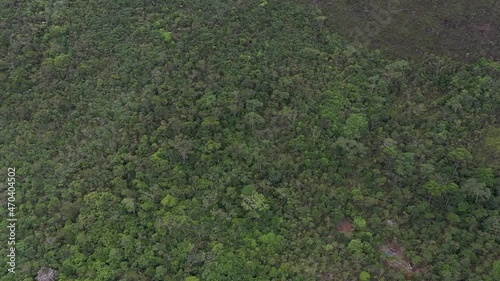 Forêt Tropicale 