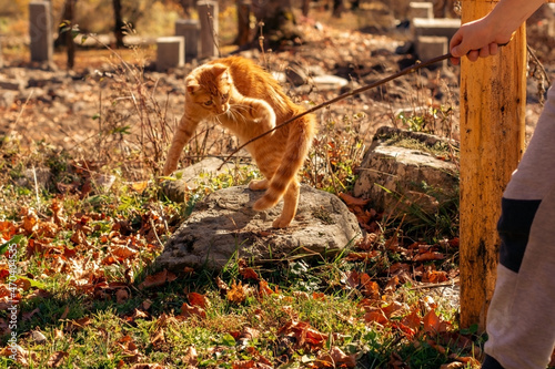 a red-haired kitten is playing on the grass