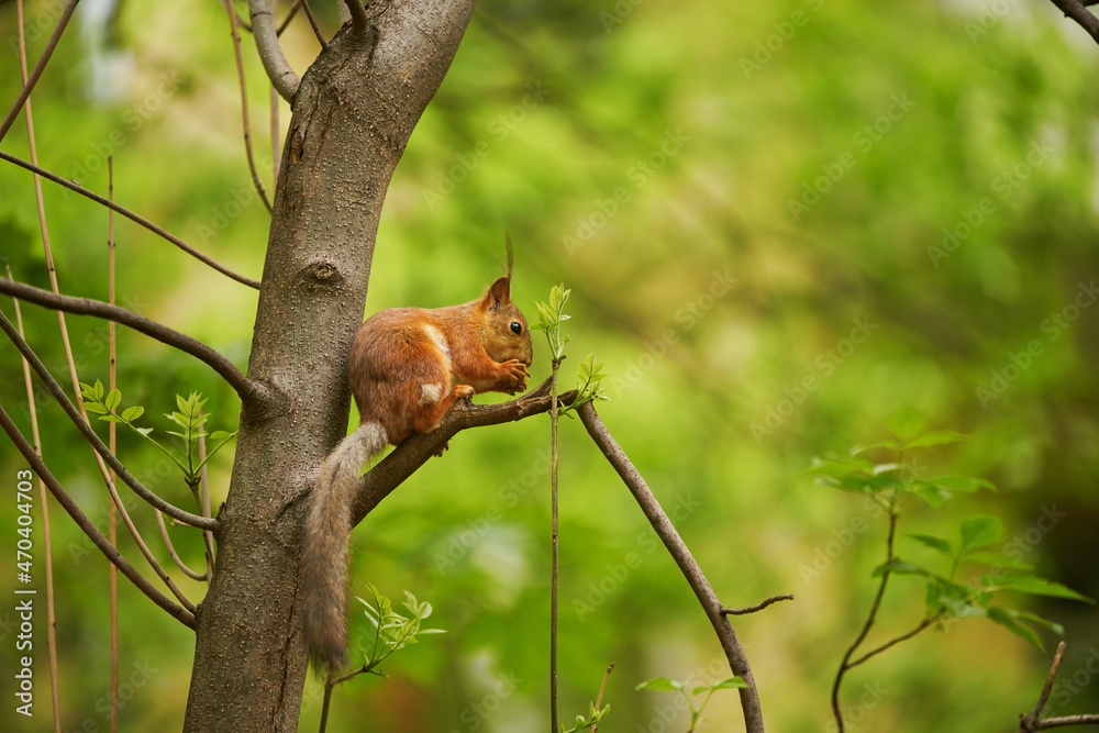 Red squirrel feeding in the park Red squirrel feeding in the park
