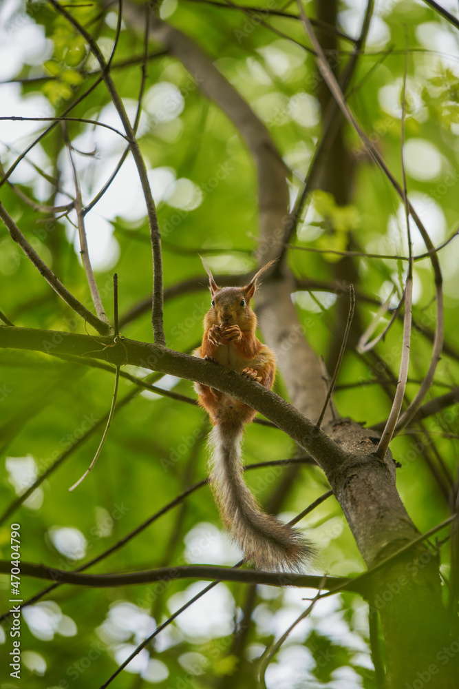 Red squirrel feeding in the park