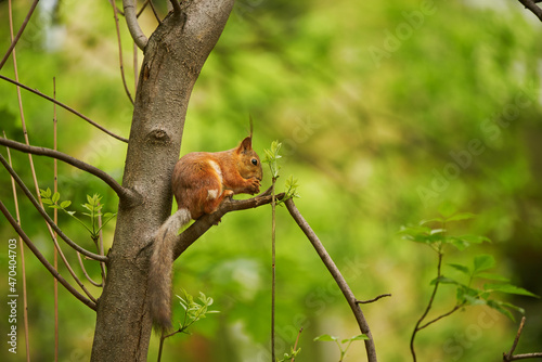 Red squirrel feeding in the park © nuclear_lily