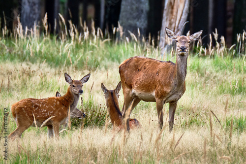 Fototapeta Naklejka Na Ścianę i Meble -  Rotwild ( Cervus elaphus ).