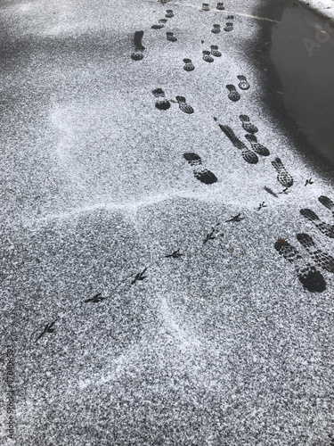 The tracks of a man and a bird intersect on the asphalt dusted with snow. Autumn.