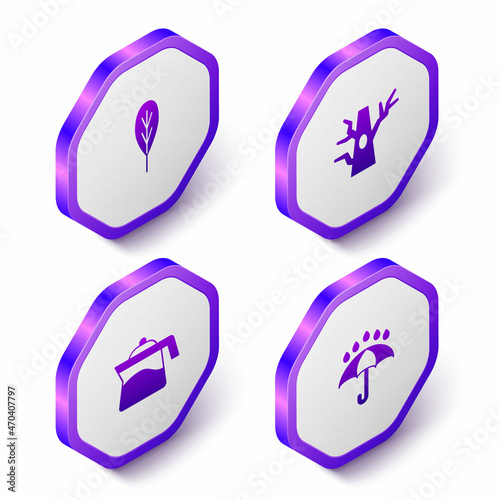 Set Isometric Leaf, Bare tree, Teapot and Umbrella and rain drops icon. Purple hexagon button. Vector