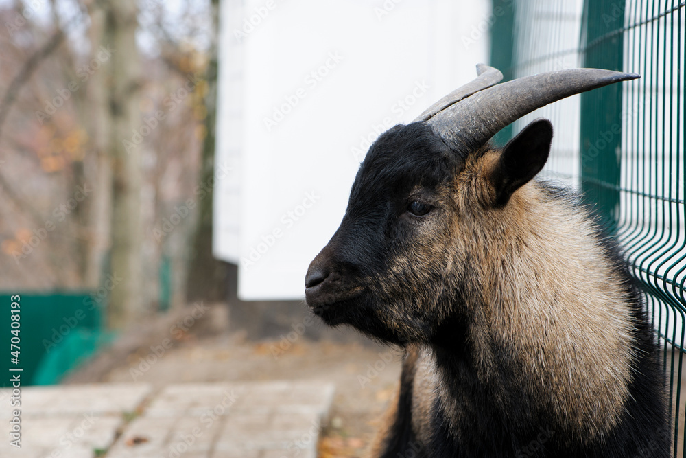 Fototapeta premium Black goat portrait close-up. Capra. black-gray goat, Domestic goat. dairy farm, animal husbandry. cute wild animal, male goat with big horns. looks to the side, side view
