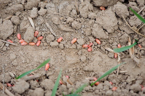 pink grain on the ground in the field. poisoned grains of wheat. from pests and rodents. Sowing corn in the ground. Agriculture is one of the main bases of the economy. work in the field, sowing