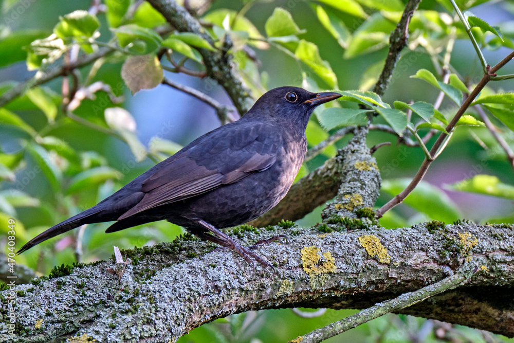 Amsel ( Turdus merula ) oder Schwarzdrossel. Amsel ( Turdus merula ) oder Schwarzdrossel.