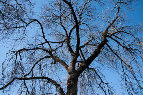 A tree without leaves pattern background is a deciduous tree in winter of Australia.