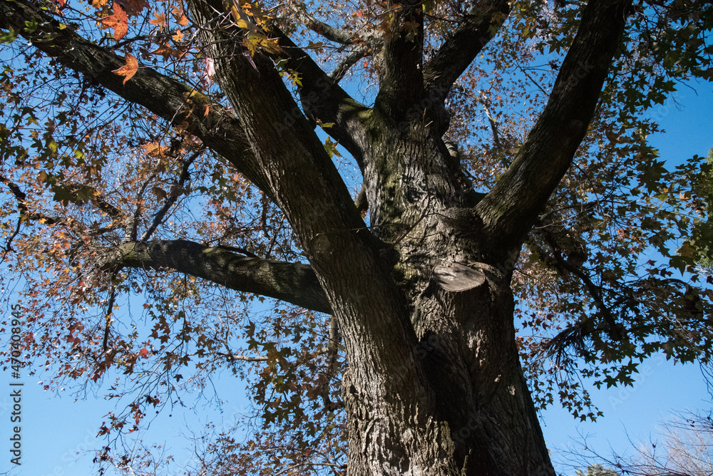 Fototapeta premium American sweetgum (Liquidambar styraciflua), also known as American storax, hazel pine, bilsted, redgum, satin-walnut, star-leaved gum, alligatorwood, or simply sweetgum, is a deciduous tree.