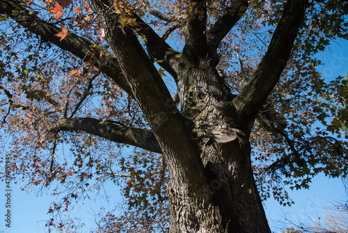 American sweetgum (Liquidambar styraciflua), also known as American storax, hazel pine, bilsted, redgum, satin-walnut, star-leaved gum, alligatorwood, or simply sweetgum, is a deciduous tree. photo