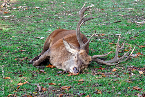 Fototapeta Naklejka Na Ścianę i Meble -  Rothirsch ( Cervus elaphus ).