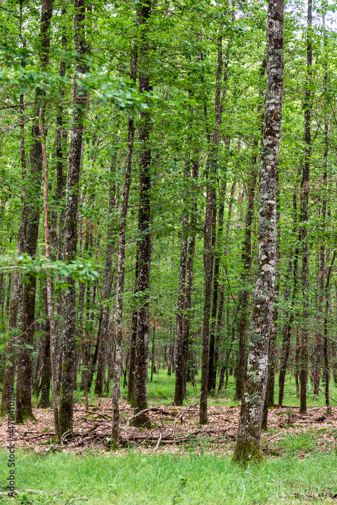 Oak forest at le Tronçais in France.