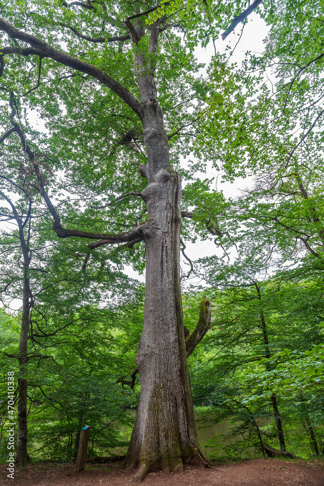 Fototapeta premium Oak forest at le Tronçais in France.